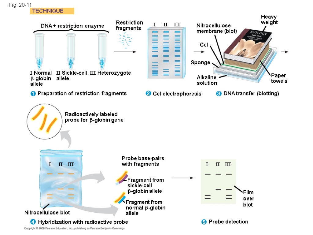 Fig. 20-11 TECHNIQUE Nitrocellulose membrane (blot) Restriction fragments Alkaline solution DNA transfer (blotting) Sponge